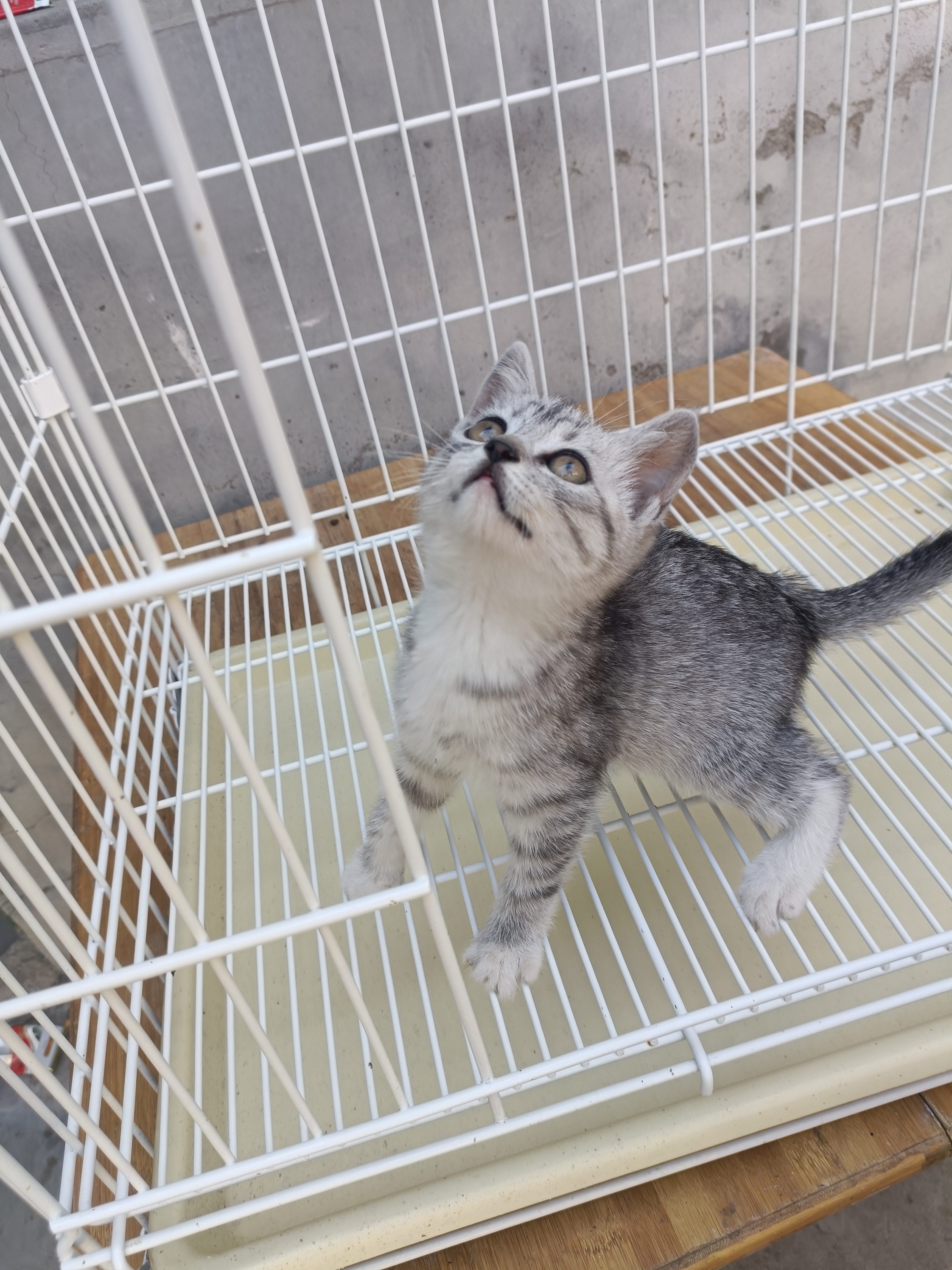 美短虎斑猫